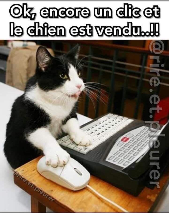 Blague   chat   sur ordinateur   et dit ok encore un clic et le chien est vendu