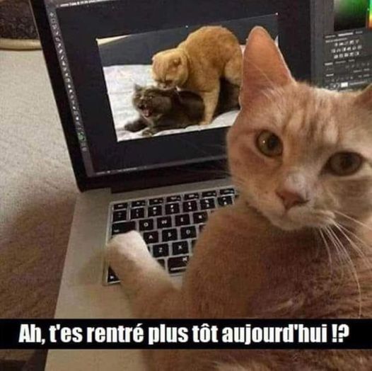 Blague   chat a tu es rentré plus tot aujourd'hui