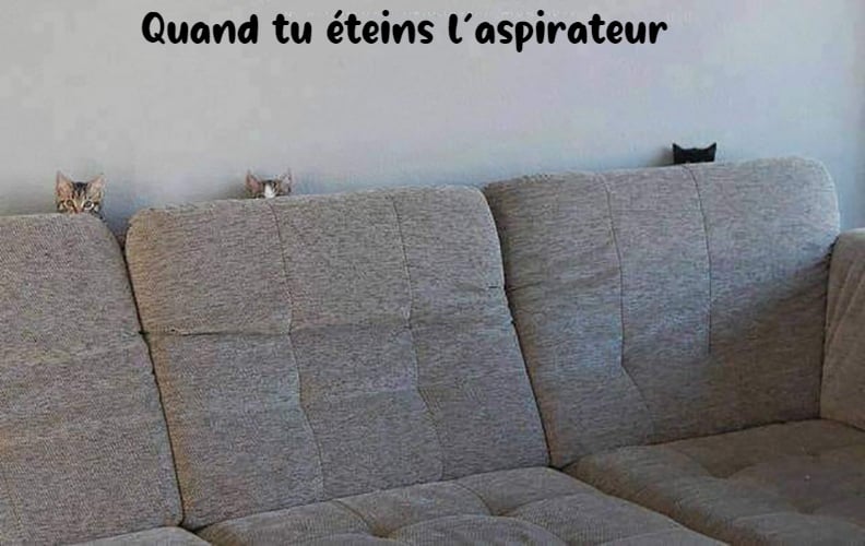 Blague   chat derrière le canapé et marqué quand tu éteins l'aspirateur