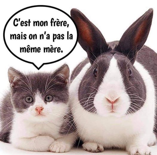 Blague   chat et lapin   qui se ressemble et le chat dit on n'a pas la même mère