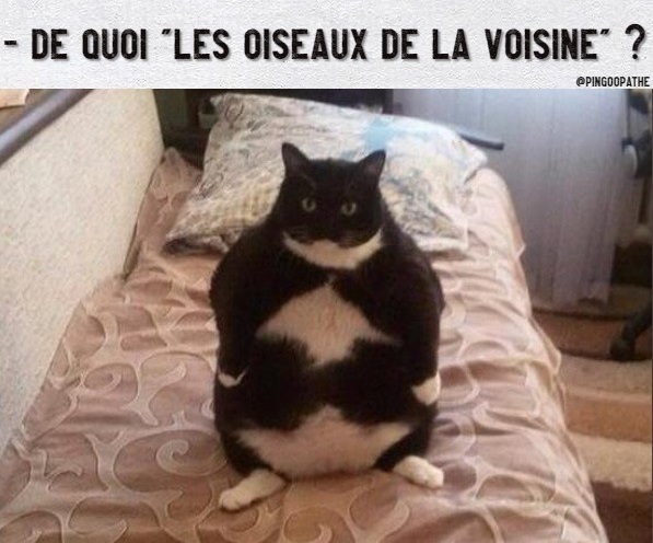 Blague   chat gros   qui dit quoi les oiseax de la voisine