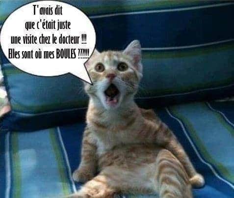 Blague   chat qui dit   t'avais ditt c'était juste une visite chez le docteur elles sont où mes boules