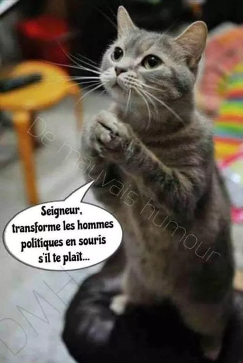 Blague   chat qui dit seigneur transforme les homme politique en souris