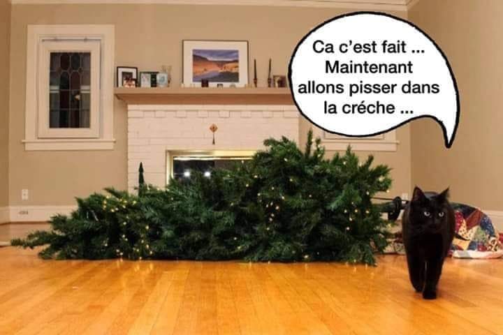 Blague   chat qui renverse le sapin de noel