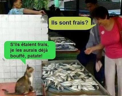 Blague   chat qui vend du poisson   ils sont frais le chat répond si'ils étaient frais je les aurais déjà bouffé