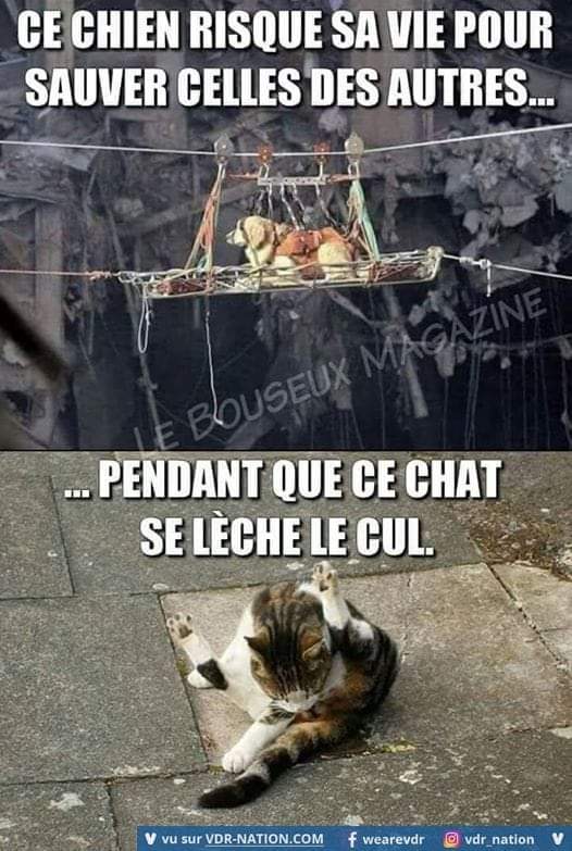 Blague   chien   chat   ce chien risque sa vie pour sauver celles des autres   pendant que le chat se lèche le cul