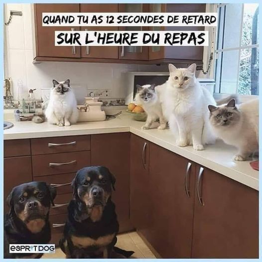 Blague   chien   chat   quand tu as 12 secondes de retard sur l'heure du repas