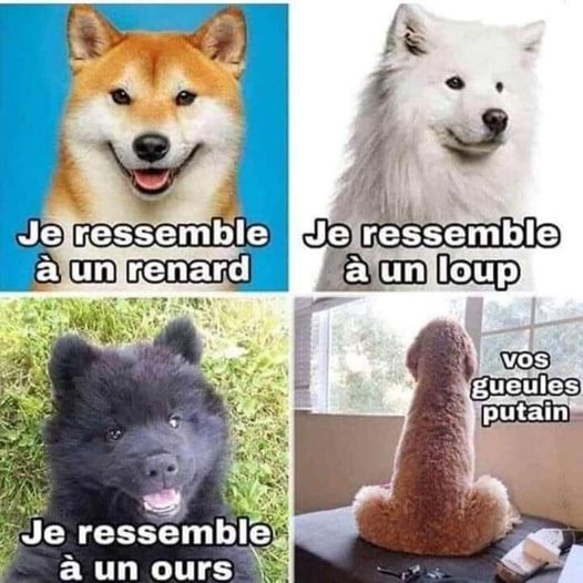 Blague   chien   je ressemble à un renard je ressemble à un loup je suis ressemble à un ours   chien en forme de bite vos gueule il dit