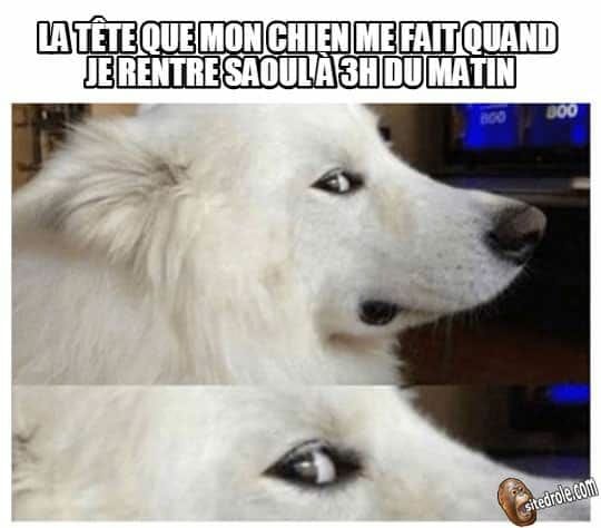 Blague   chien   la tête que mon chien me fait quand je rentre saoul à 3h du matin