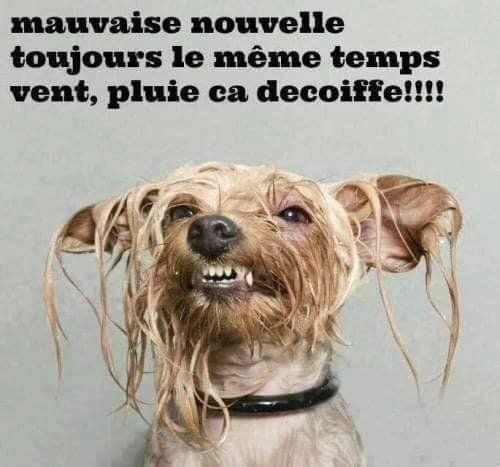 Blague   chien   mauvaise nouvelle toujours le même temps vent, pluie ça décoiffe