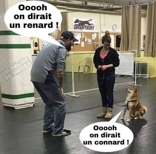 Blague   chien   oh on dirait un renard le chien répond oh on dirait un connard