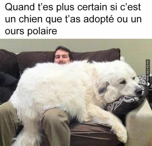 Blague   chien   quand t'es plus certain si c'est un chien que t'as adopté ou un ours polaire