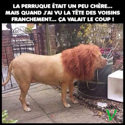 Blague   chien avec perruque ressemblant à un lion