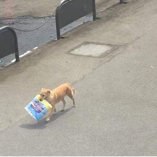 Blague   chien avec pq dans la bouche