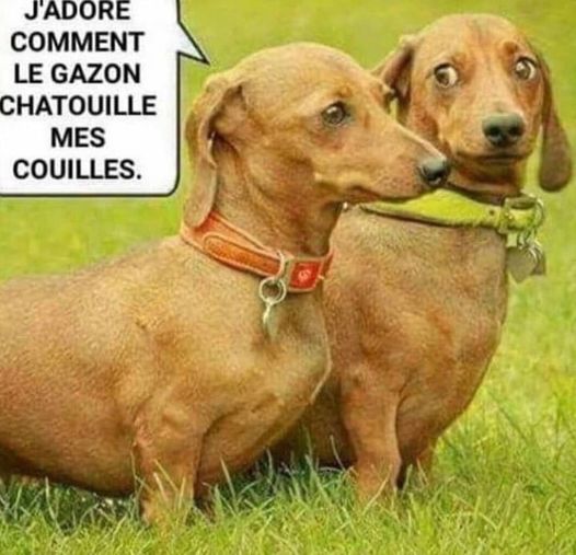 Blague   chien qui dit j'adore comment le gazon chatouille mes couilles