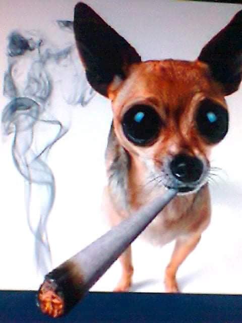 Blague   chien qui fume