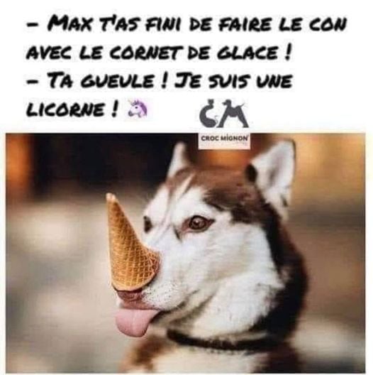 Blague   chien qui joue à la licorne