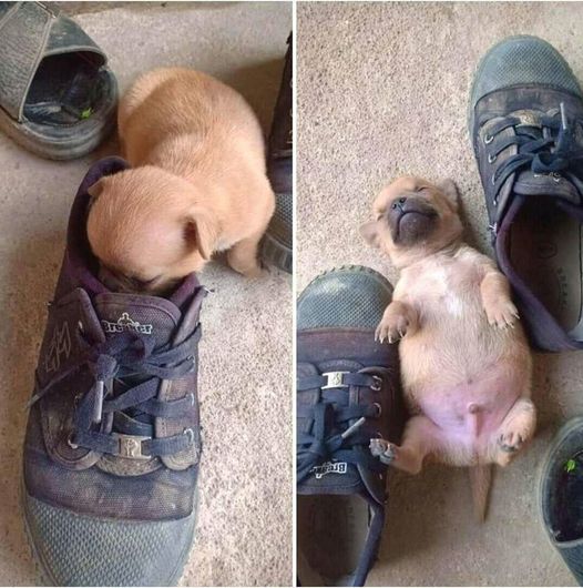 Blague   chien qui renifle chaussure et qui s'endort à côté