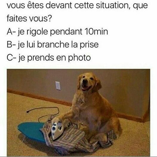 Blague   chien qui repasse que fait tu tu le prend en photo