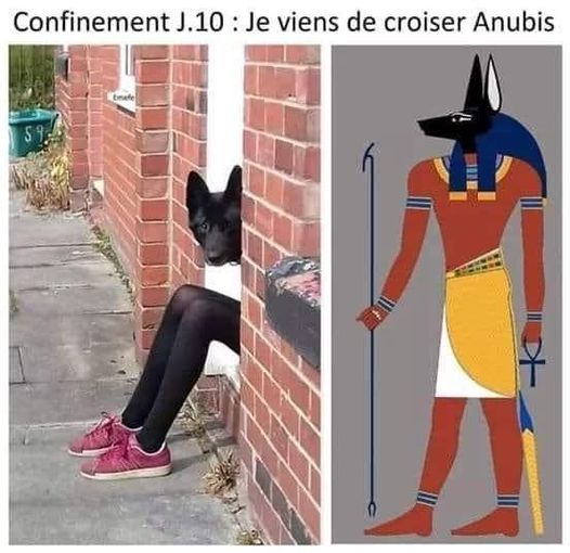 Blague   confinement 10   je viens de croiser anubis