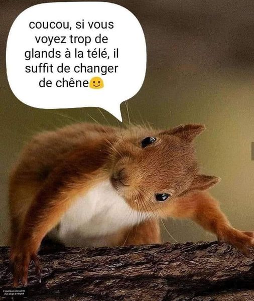 Blague   coucou si vous voyez trop de gland à la télé il suffit de changer de chaine