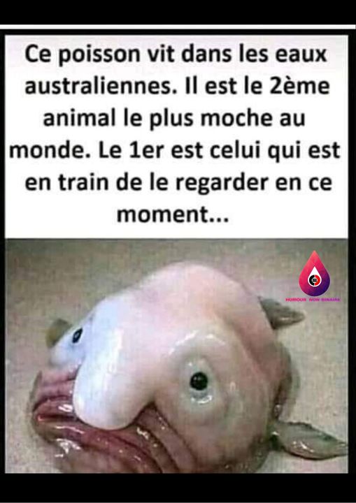 blague   ce poisson vit dans les eaux australiennes,il est le 2 ème animal le plus moche au monde,le 1 er est delui qui est en train de regarder en ce moment