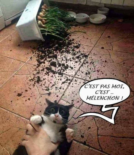 blague   chat   c'est pas moi c'est mélenchon