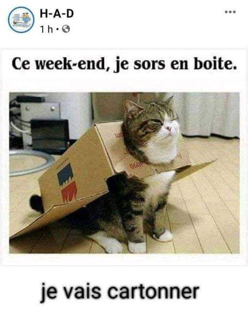 blague   chat   ce week end,je sort en boite je vais cartonner