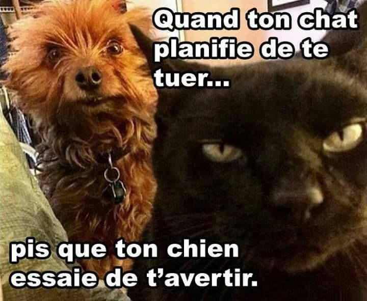 blague   chat   chien   quand ton chat planifie de te ter   pis que ton chien essaie de t'avertir