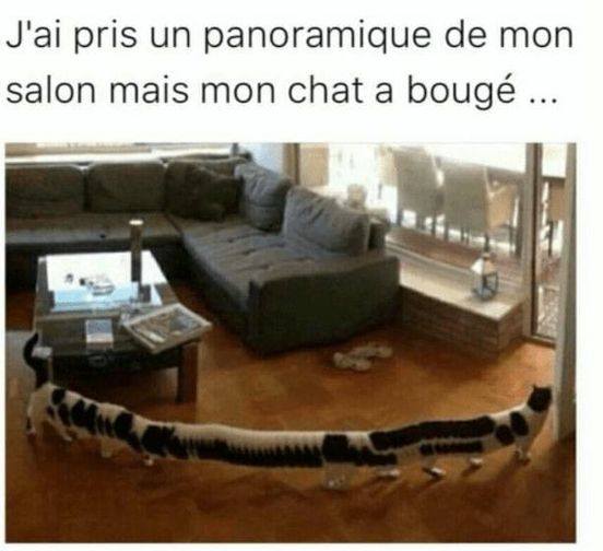 blague   chat   j'ai pris un panoramique de mon salon mais mon chat a bougé