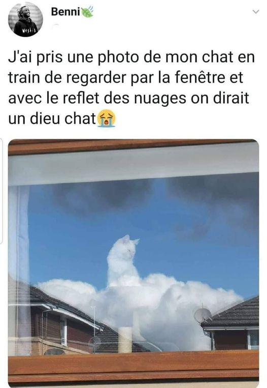 blague   chat   jeux d'image   j'ai pris une photo d emon chat en train de regarder par la fenêtre et avec le reflet des nuages on dirait un Dieu chat