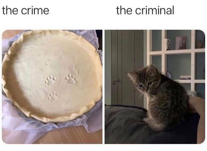 blague   chat   le crime=trace de patte dans la pate à gateau et le criminel=chat innocent