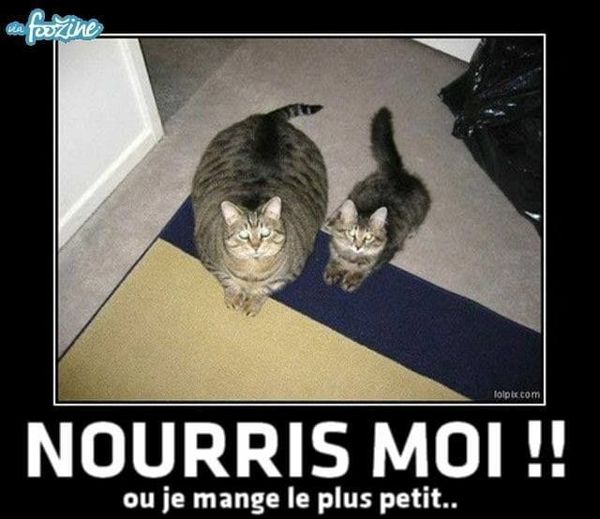 blague   chat   nourris moi ou je mange le plus petit