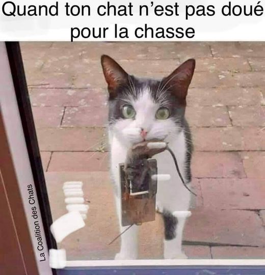 blague   chat   quand ton chat n'est pas doué pour la chasse