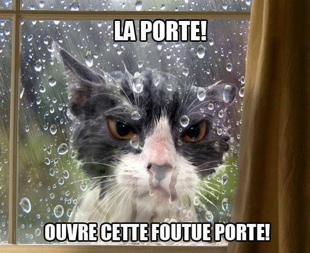 blague   chat   sous la pluie = mouillé