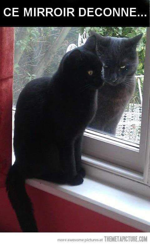 blague   chat noir ou chatte noire qui regarde à travers la fenêtre et voit son reflet en panthère noir