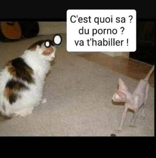 blague   chat qui dit à un autre chat   c'est quoi çà,du porno  va t'habiller