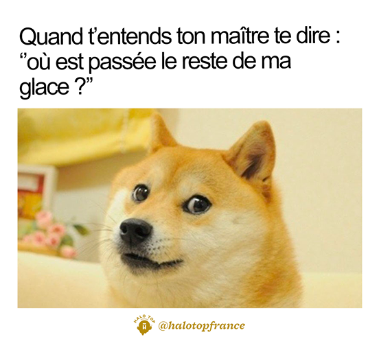 blague   chien   quand t'entends ton maitre te dire,où est passée le reste de ma glace