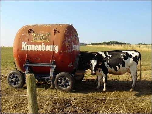 Blague   d'après une légende   le lait de cet vache est le meilleur du pays