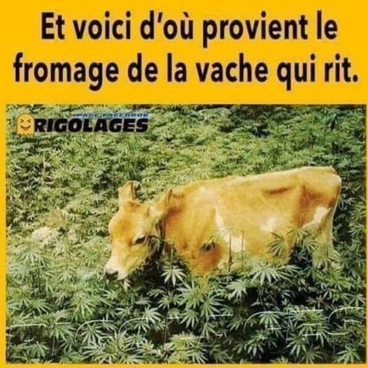 Blague   d'ou provient le fromage de la vache qui rit