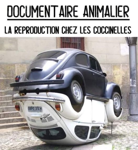 Blague   documentaire animalier   la reproduction des coccinelles