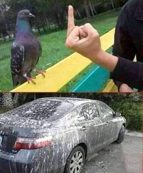 Blague   doigt d'honneur à un pigeon et après pigeon qui chie sur la voiture