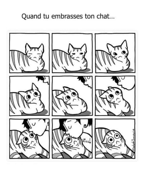 blague   dessin   chat qui se fait embrassé