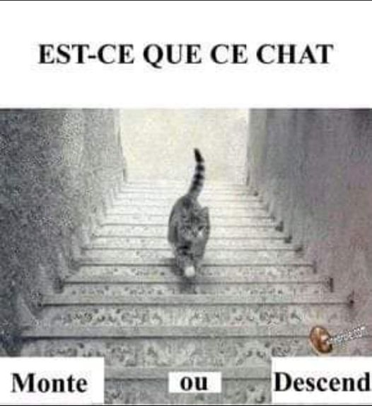 Blague   Est ce que ce chat monte ou descend