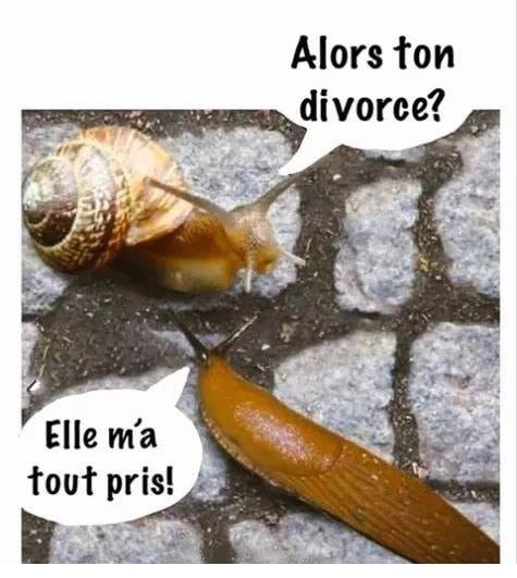 Blague   escargot qui dit à la limace   alors ton divorce   ele m'a tout pris