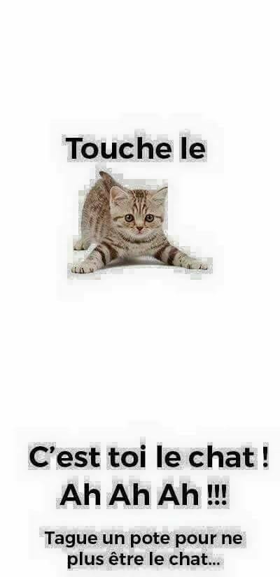 Blague   facebook   touche le chat