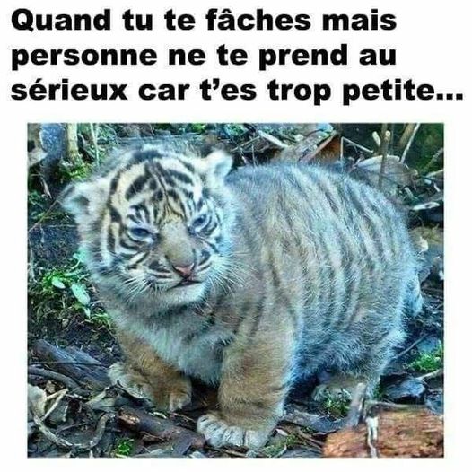 Blague   faune   bébé tigre   quand tu te faches mais personnes ne te prend au sérieux car t'es trop petite