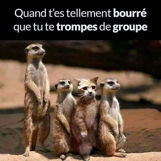 Blague   faune   chat avec lémurien   quand t'es tellement bourré que tu te trompe de groupe