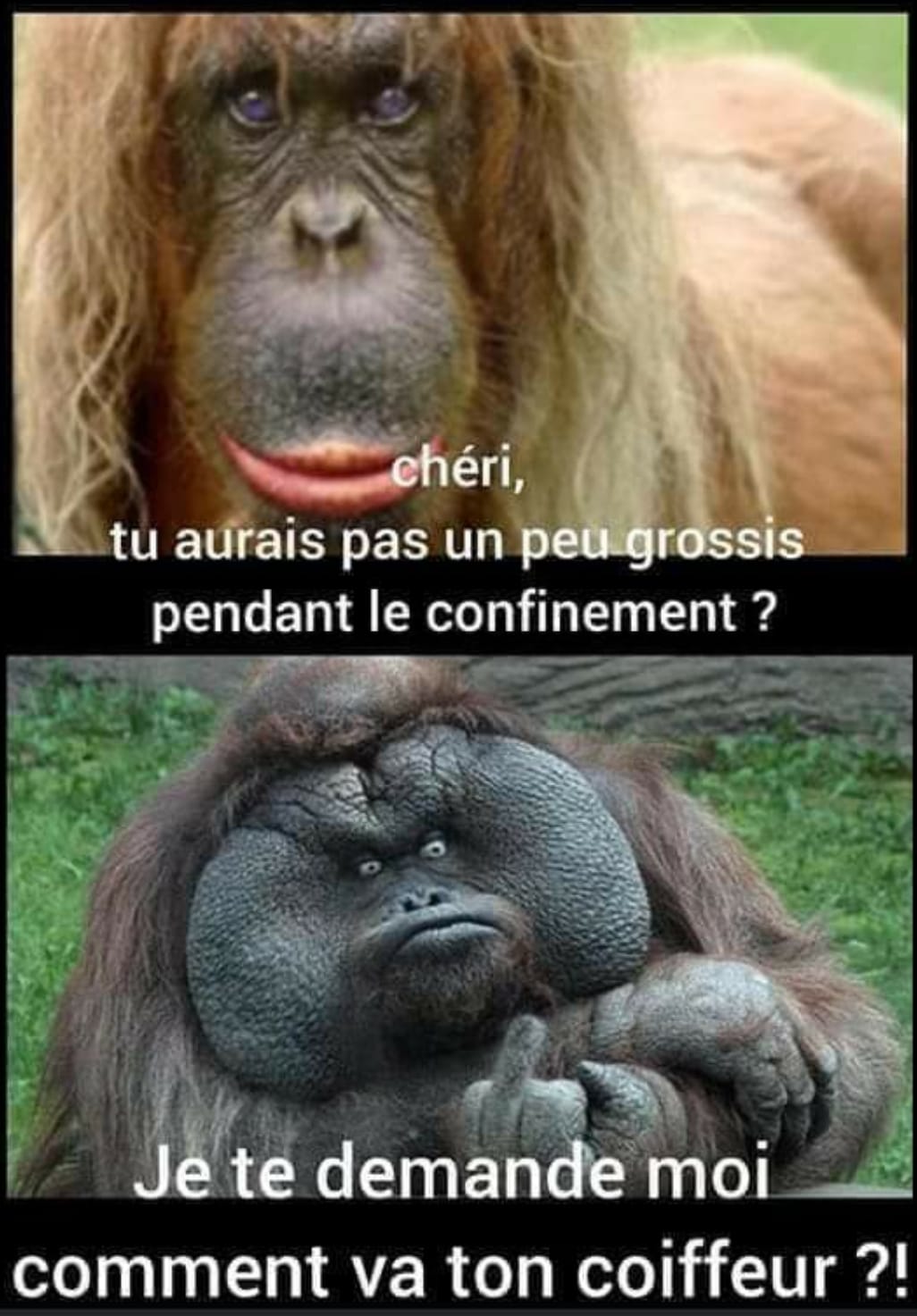 Blague   faune   cheri tu aurais pas un peu grossis pendant le confinement   et moi je te demande comment va ton coiffeur