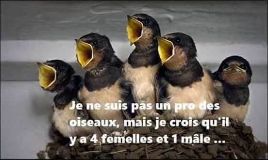 Blague   faune   oiseau   je ne suis pa spro de soiseax mais je crois qu'il y a 4 femelle et 1 male